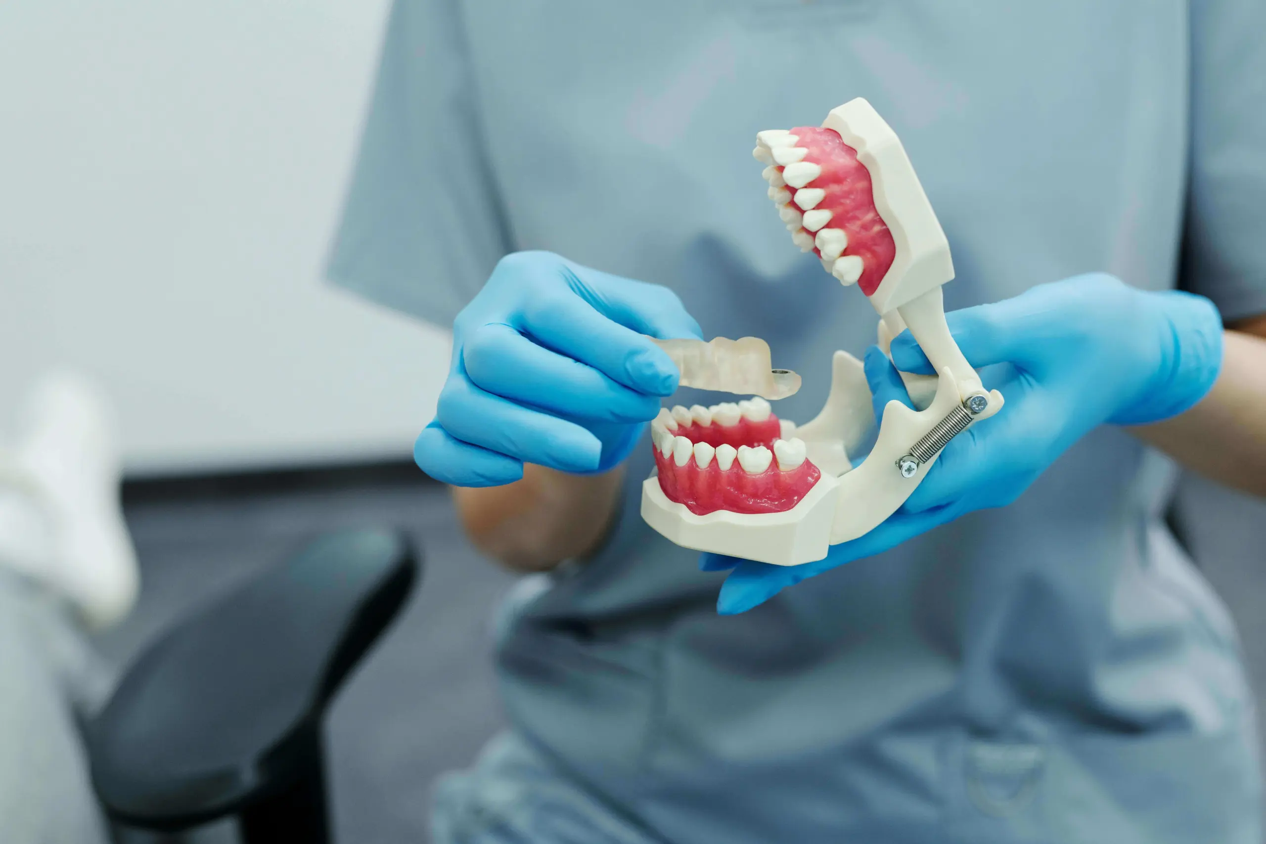 A dentist is holding a teeth model.